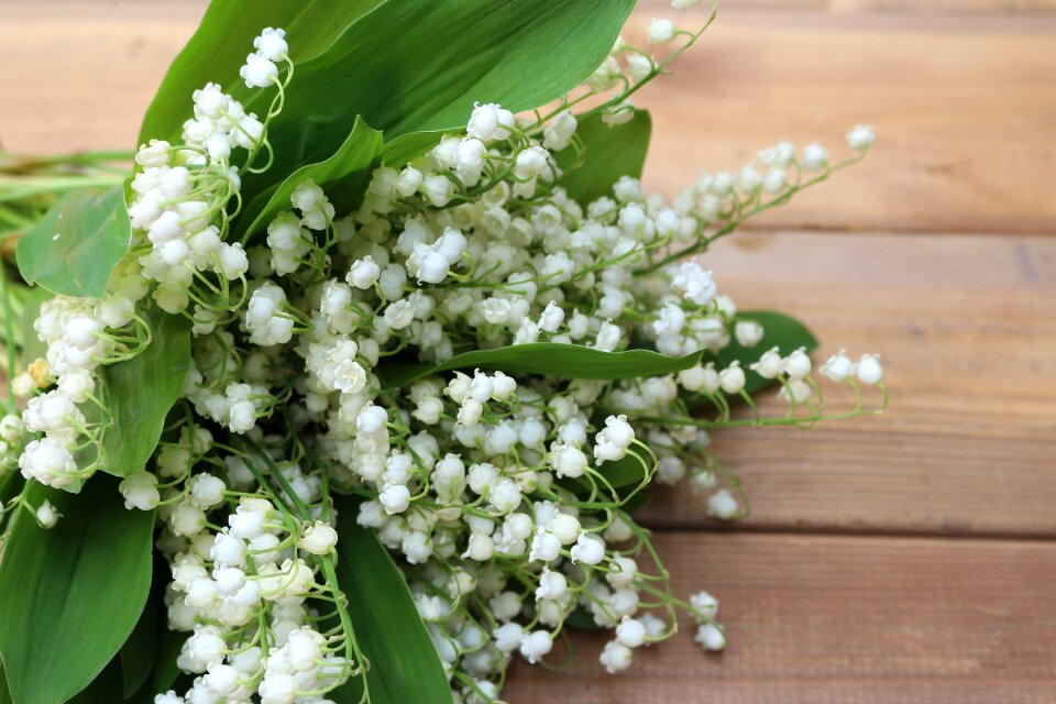 Flowers nature plants