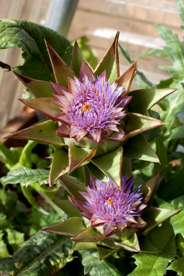 Plant purple flower-head