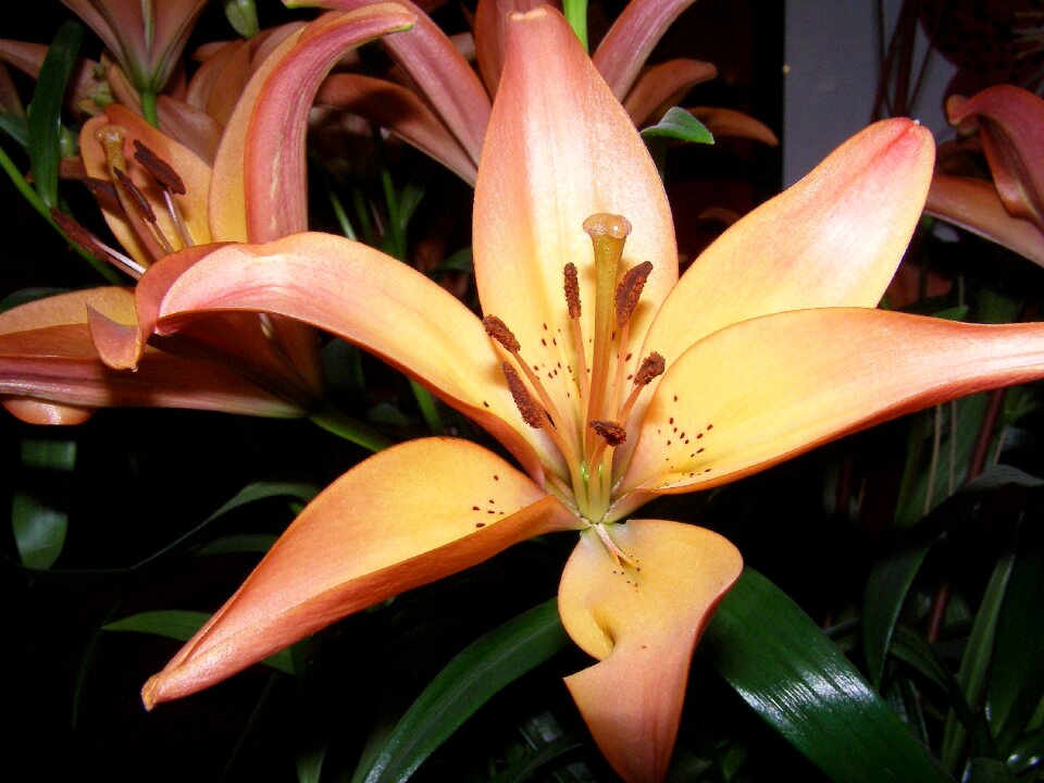 Bloom stamp orange