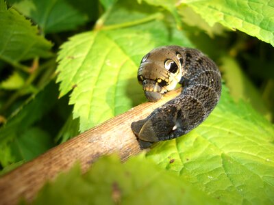 Wine owls young caterpillar fichtelgebirge