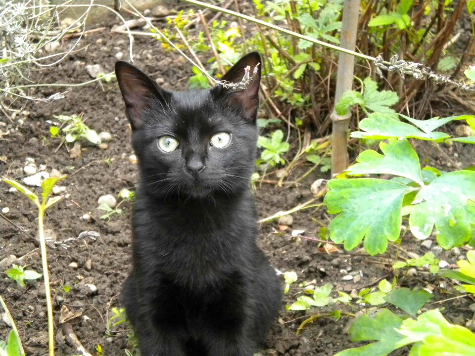 Kitten black garden