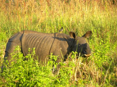 Assam india photo