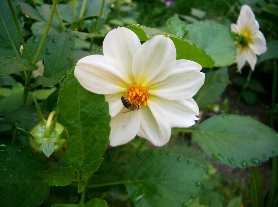 White bee