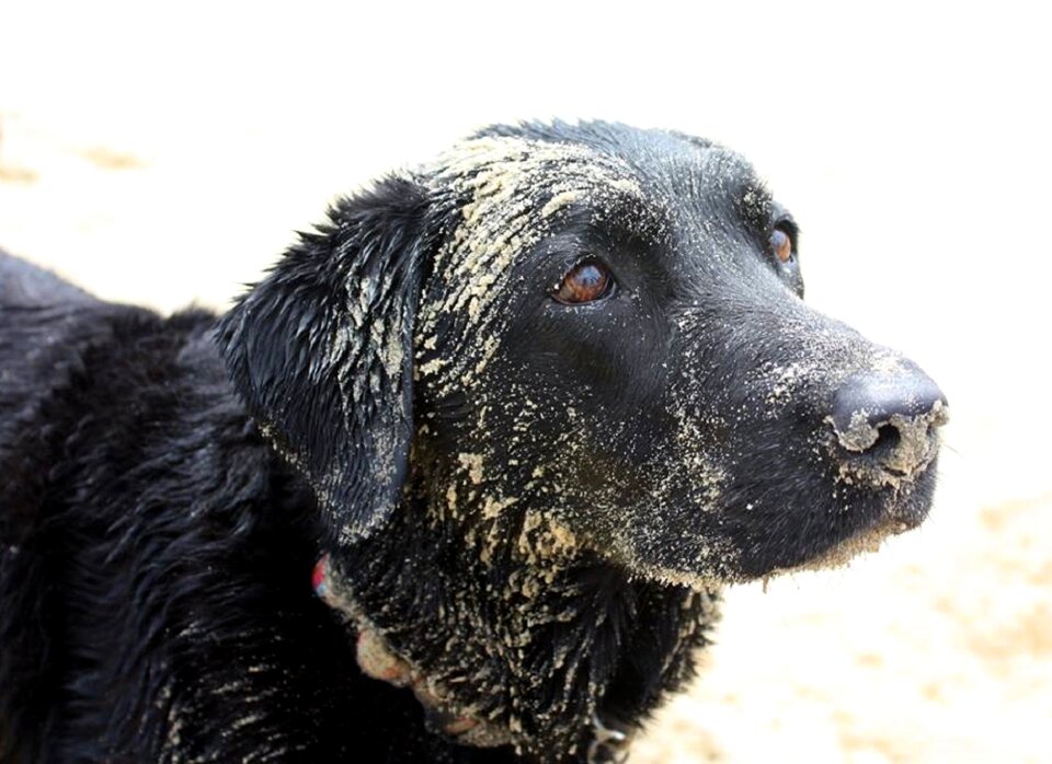 Pet outdoor purebred