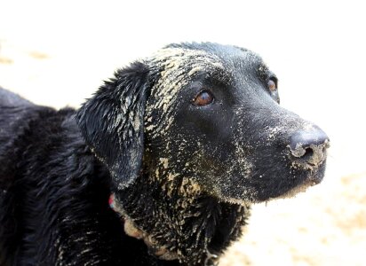 Pet outdoor purebred