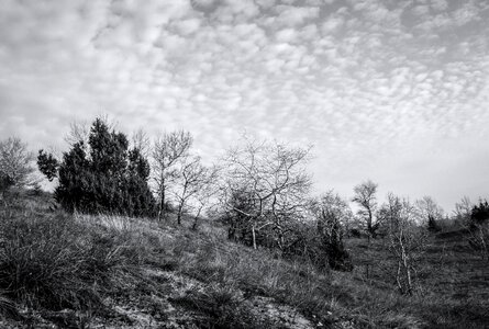 Juniper landscape sand