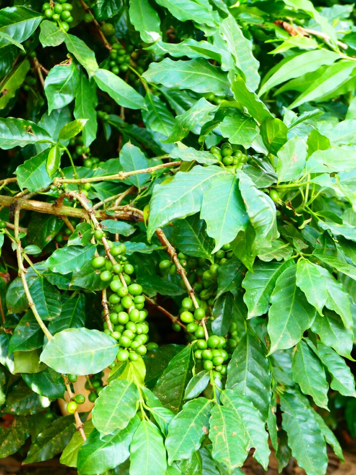 Cherry coffee bush beans
