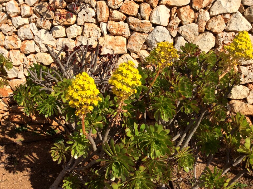 Generic aeonium arboreum mallorca stone wall