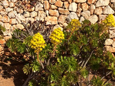 Generic aeonium arboreum mallorca stone wall