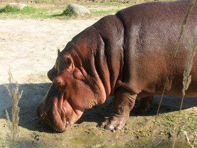 Zoo wildlife