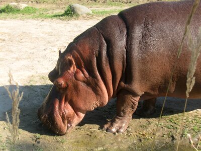 Zoo wildlife photo