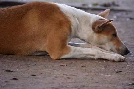 Cute dog innocent innocence