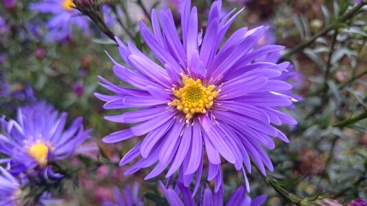 Purple purple flower nature