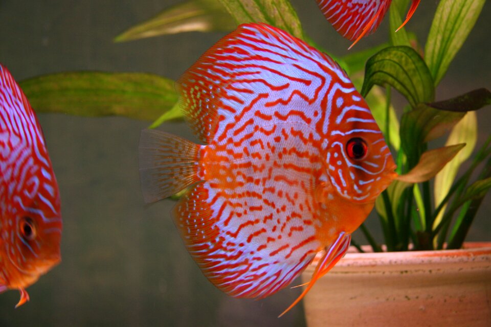 Fish aquarium animals