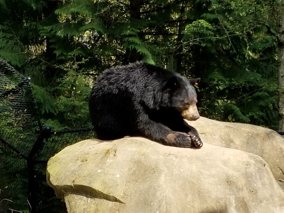 Sunbathing grizzly