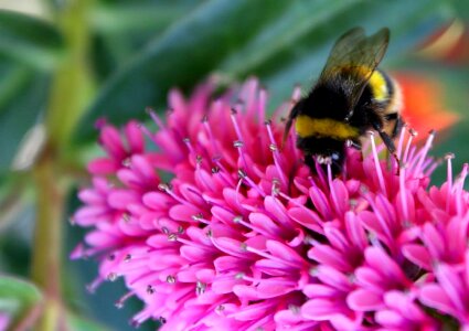 Insect plant pollen