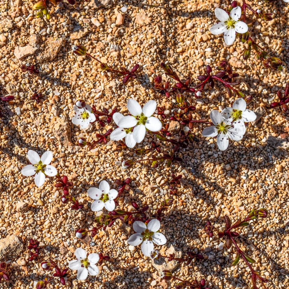 Plant spring nature
