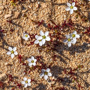 Plant spring nature photo