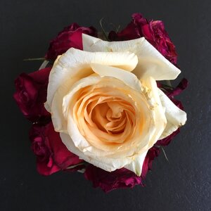 Blossom bloom pink rose