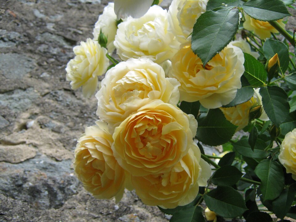 Open rose rose blooms yellow