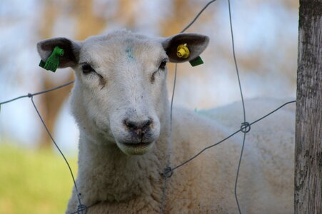 Sheep sheep grazing Free photos photo