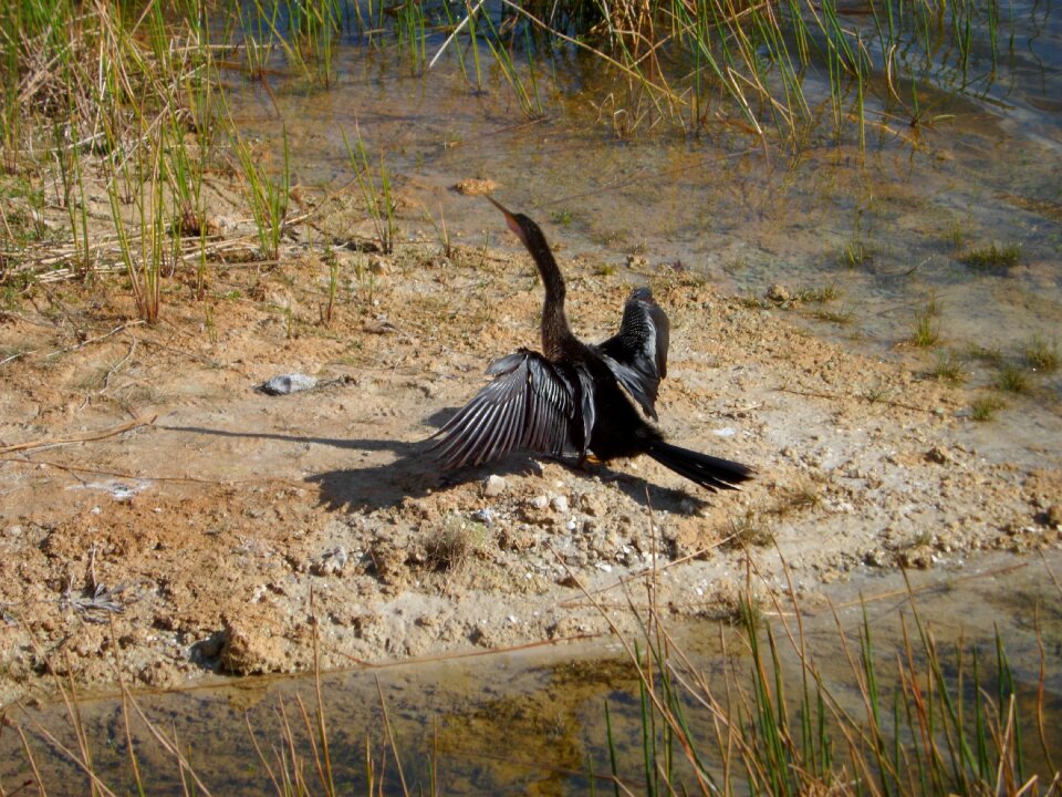 Subtropical snakebird darter