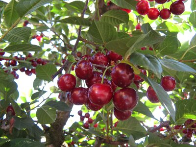 Cherry tree fruits fruit tree
