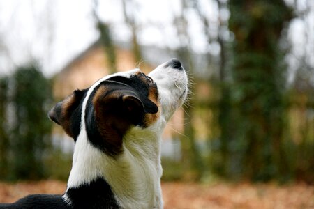 Snout animal face photo