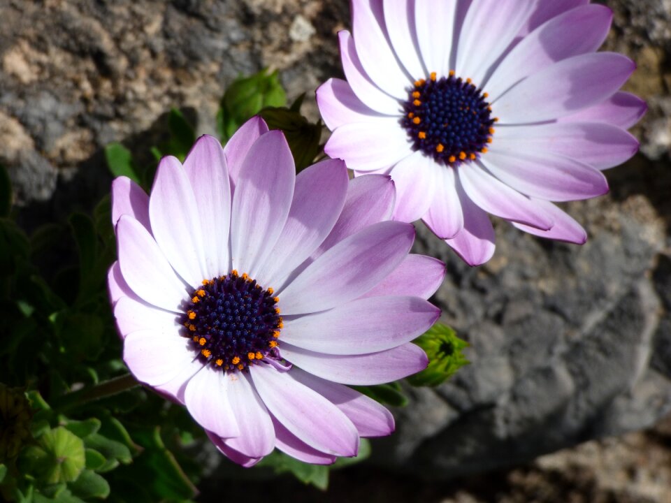 Daisy detail pollen