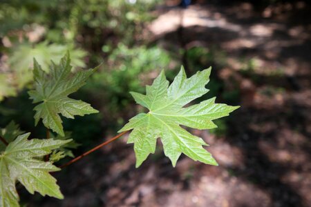 Maple plant