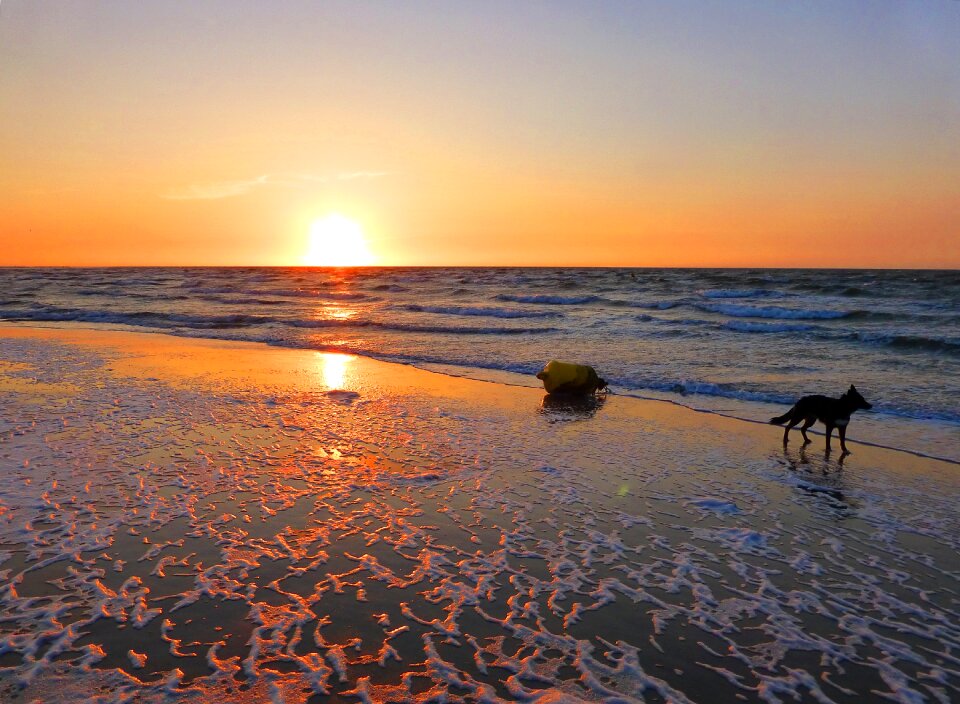 Holland dog north sea