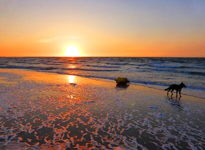 Holland dog north sea photo