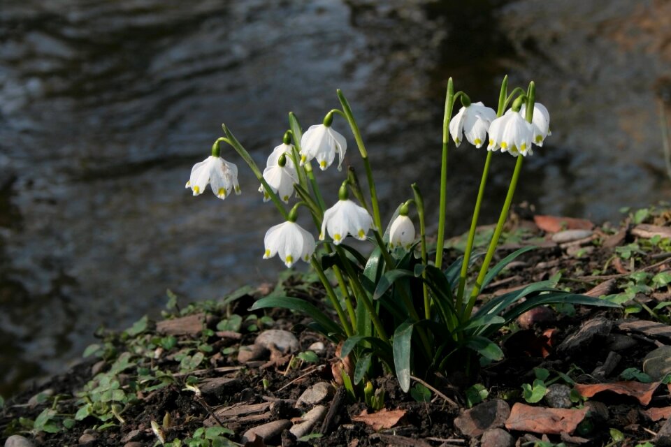 White nature bloom