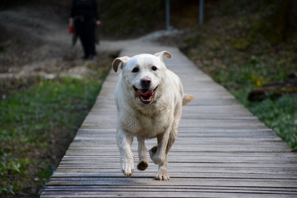 Happy friend puppy