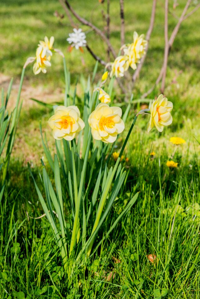 Yellow spring flower spring