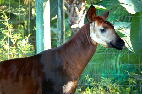 White stripes hoofed
