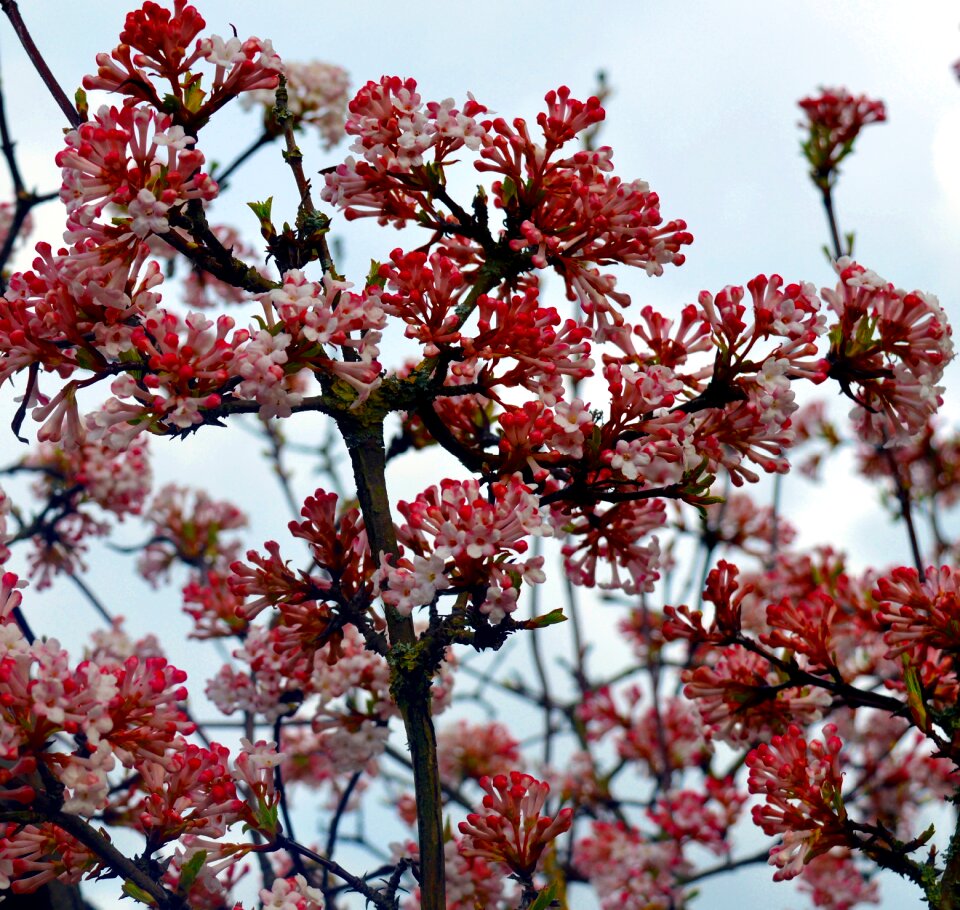 Nature spring pink