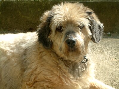 Dog animals fur
