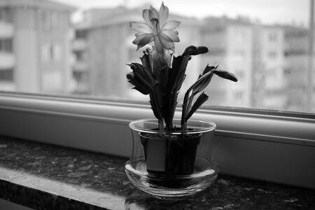 Plant flowerpot black and white photo