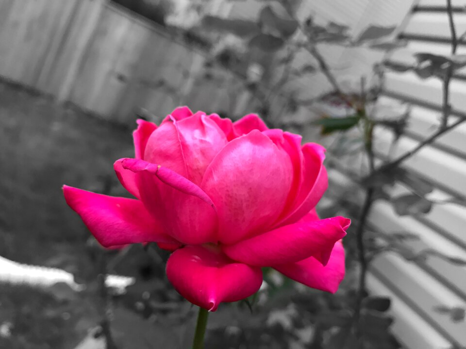 Black white red