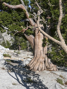 Tree dry nature photo