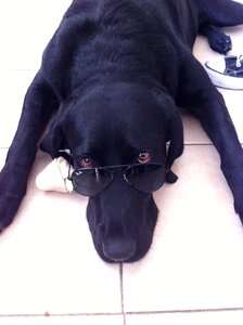Dogs labrador pets