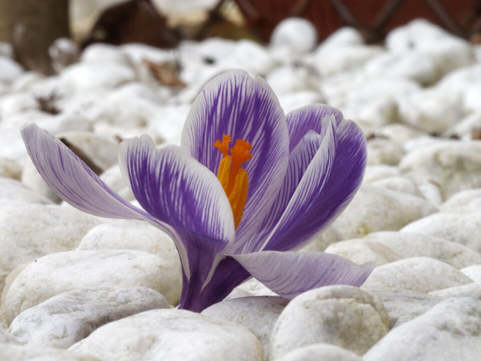 Color plant purple flowers