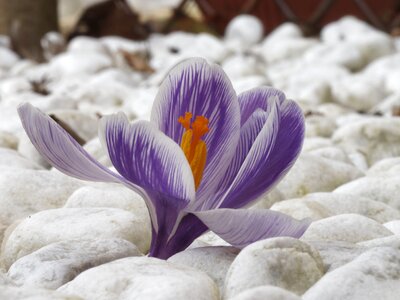 Color plant purple flowers