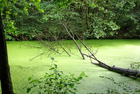 Tree duckweed wetland