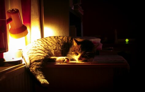 Lamp black cat black sleep photo