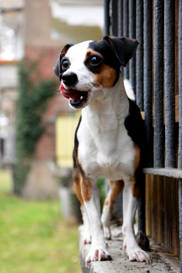 Tongue animal small