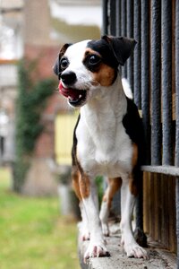 Tongue animal small