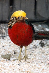Bird feathered race zoo