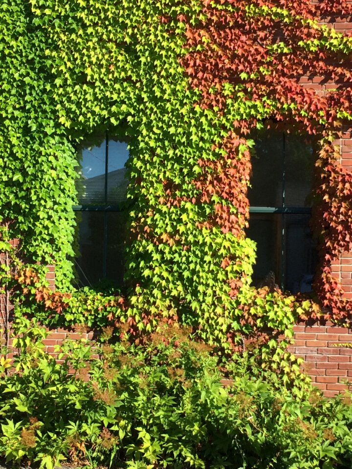 Growing summer windows